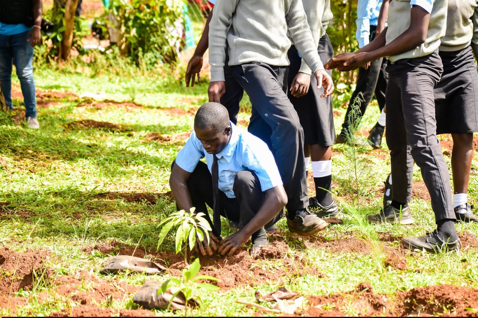 Tree planting initiative